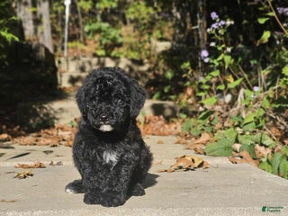 Miniature Poodle dogs - Ad 21