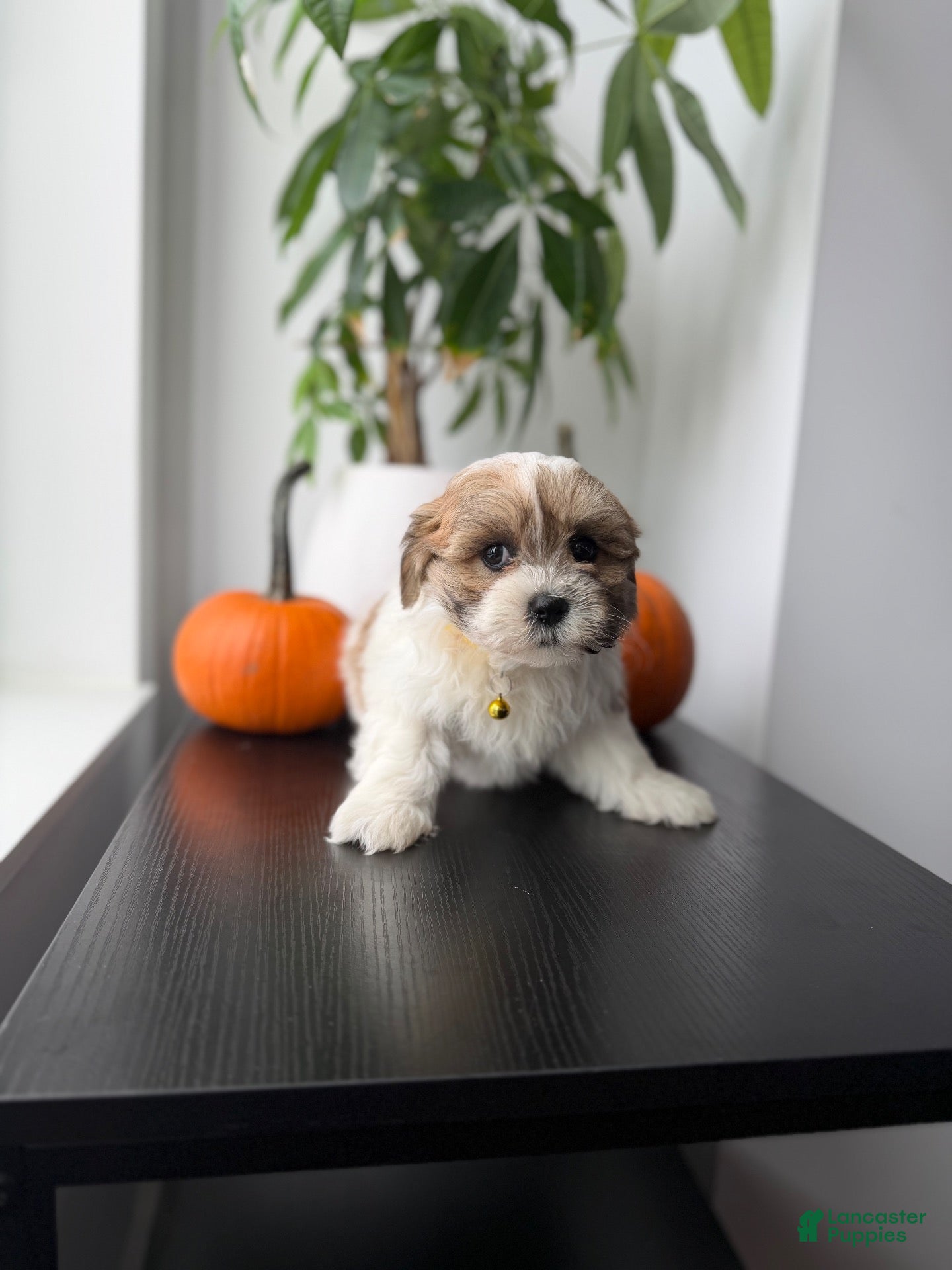 Shihpoo dogs Boots - Ad 2