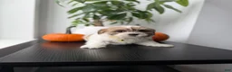Shihpoo dogs for sale: Boots - Ad 2