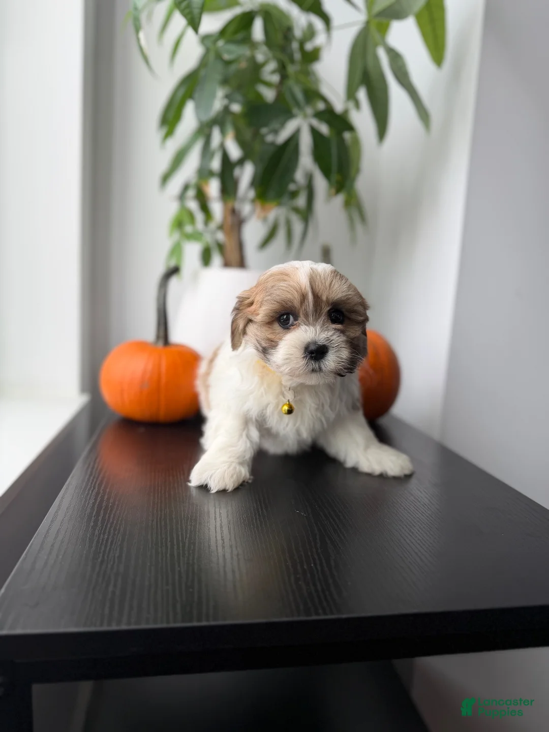 Shihpoo dogs for sale: Boots - Ad 2