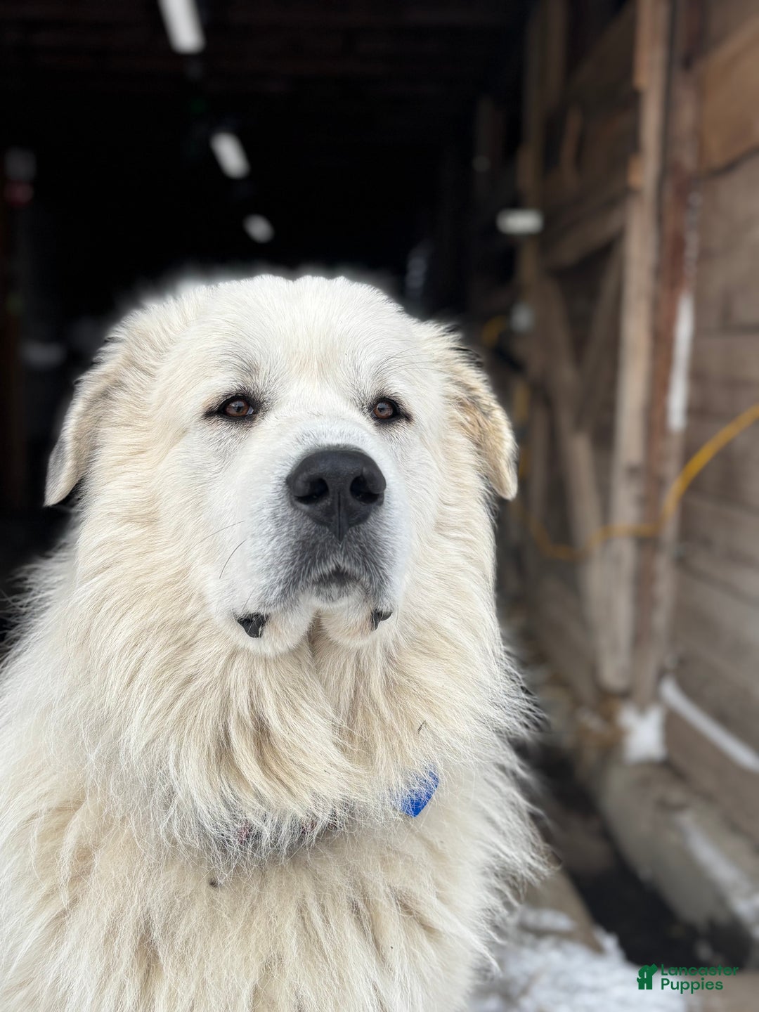 Great Pyrenees dogs for sale: Grey - Ad 4