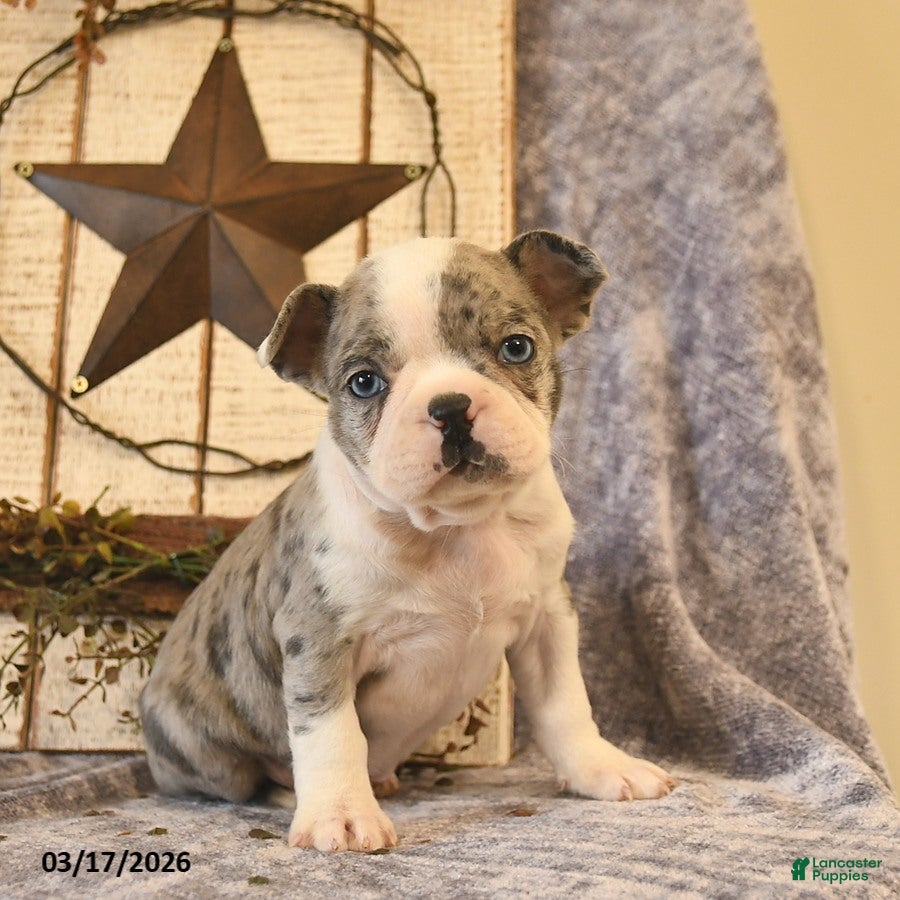 Boston Terrier dogs Diego  - Ad 1