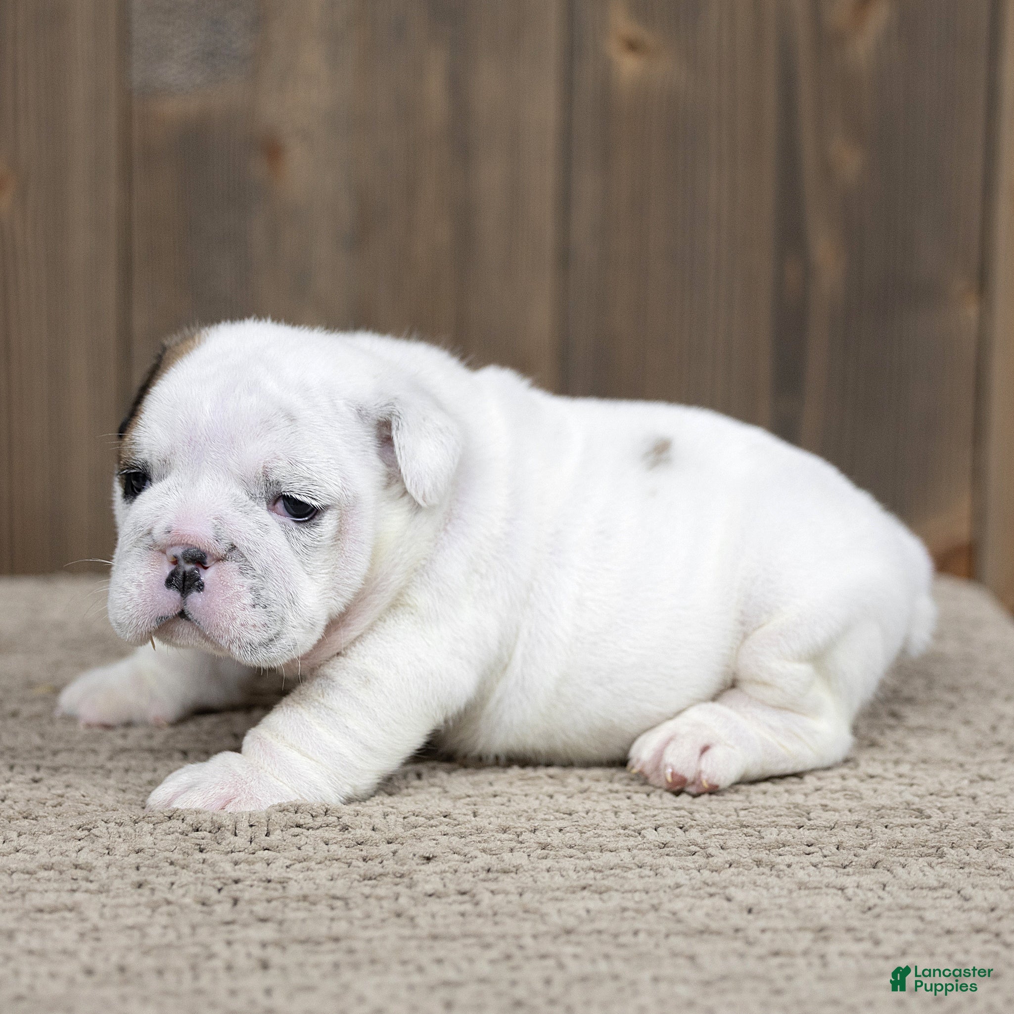 English Bulldog dogs for sale: Celeste English Bulldog  - Ad 2