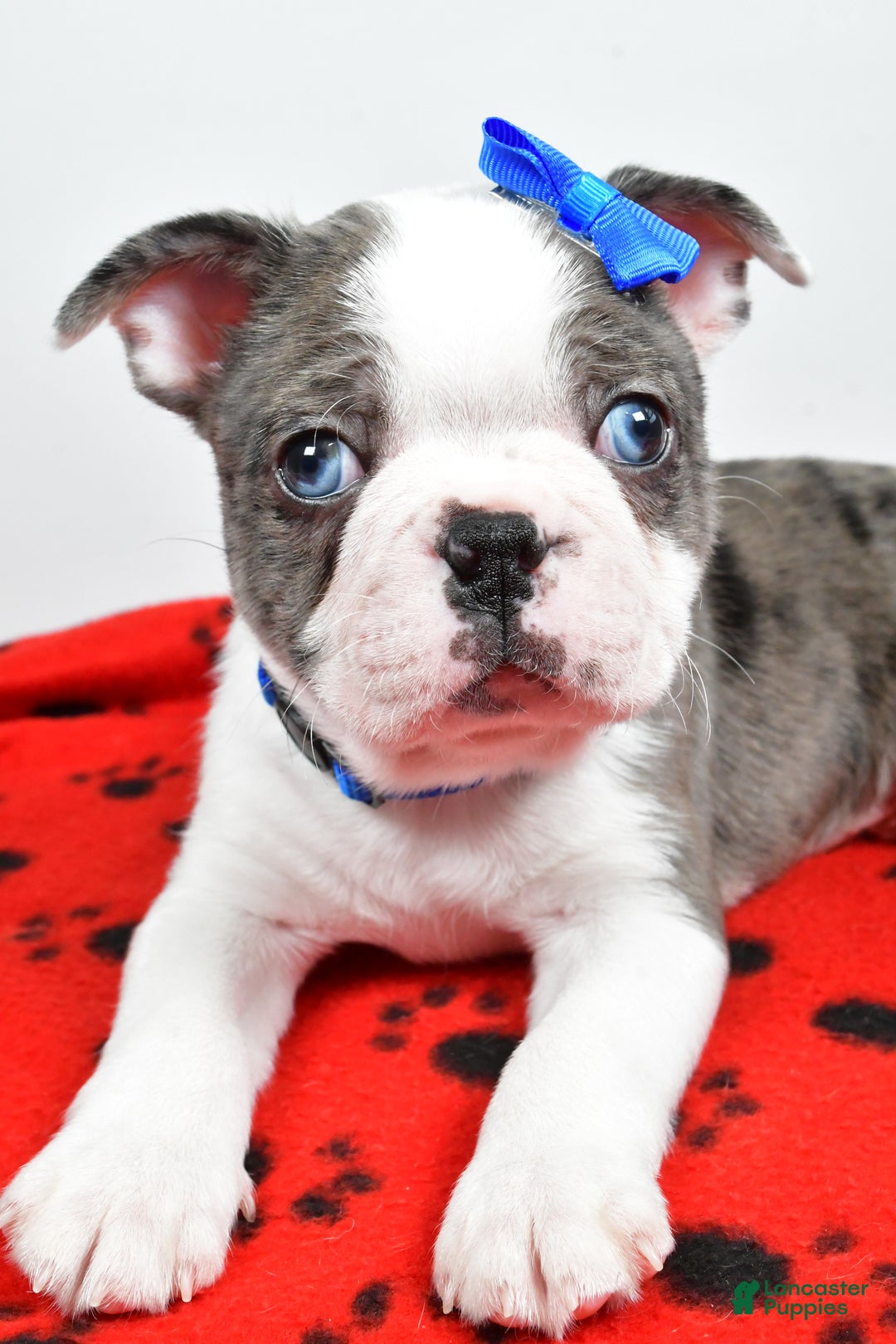 Mixed Breed dogs for sale: Scout - Ad 5