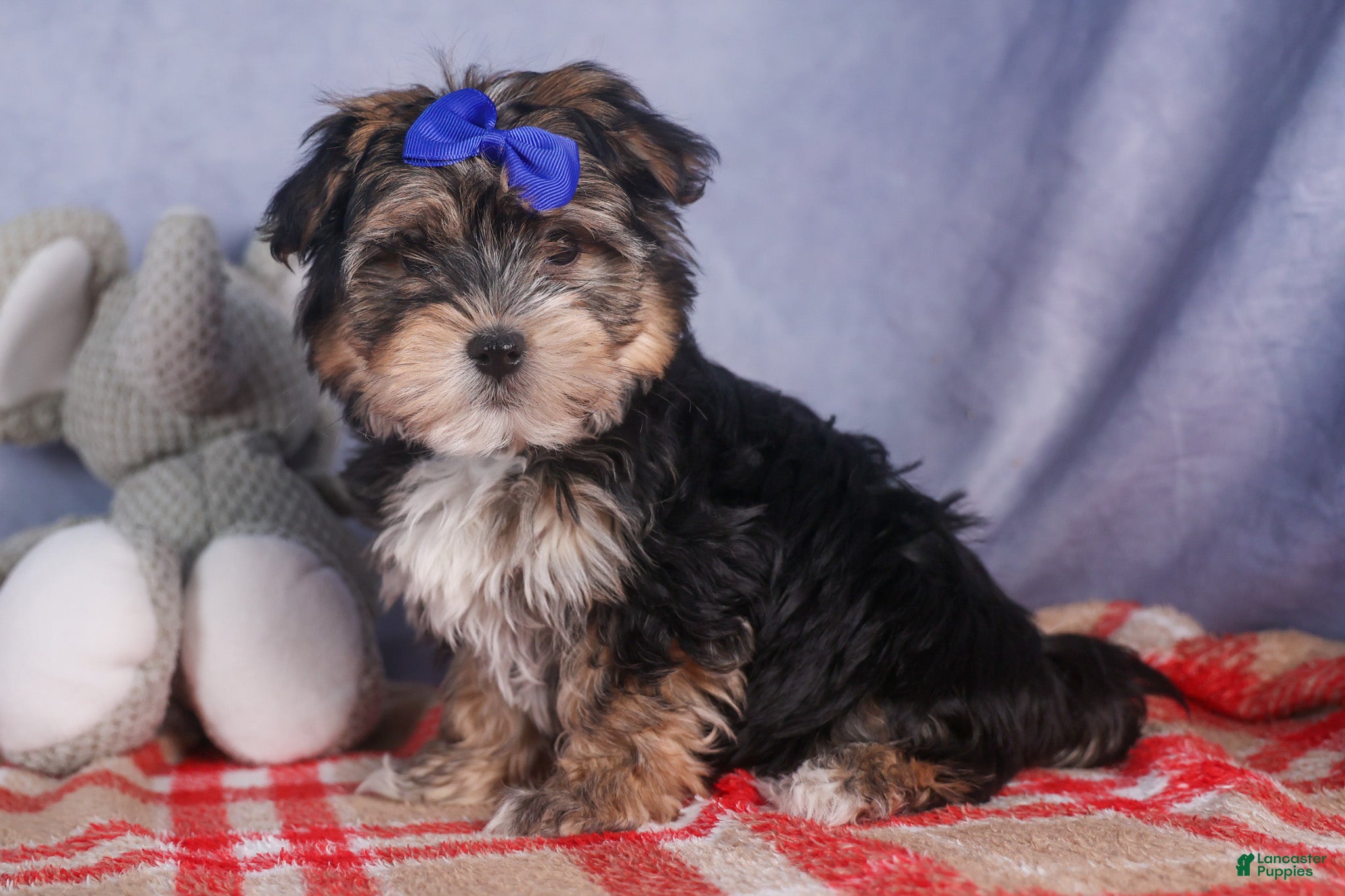 Morkie dogs Newton - Ad 1