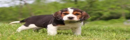 Beagle dogs for sale: Barron - Ad 6