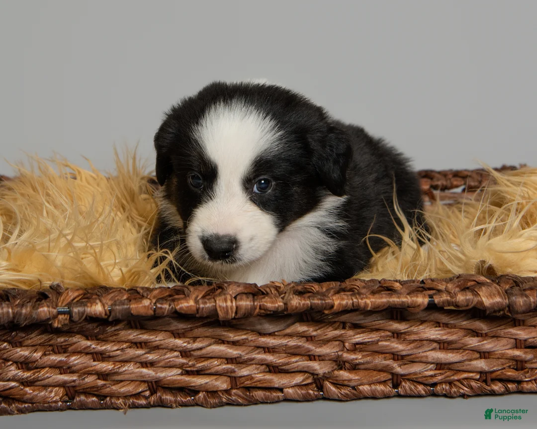 Australian Shepherd dogs for sale: Snot - Ad 1
