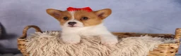 Welsh Corgi Pembroke dogs for sale:  Brusier 🐶 - Ad 9