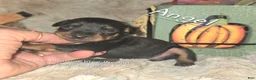 Miniature Pinscher dogs for sale: Angel  - Ad 1