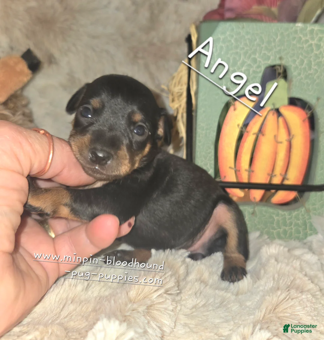 Miniature Pinscher dogs for sale: Angel  - Ad 1