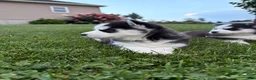 Siberian Husky dogs for sale: Billy - Ad 9