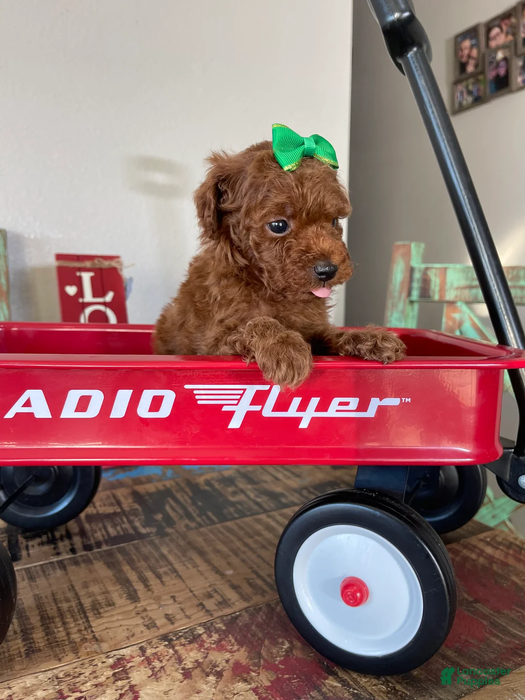 Toy Poodle dogs for sale: Akc Bred Color Red Green Bow - Ad 14