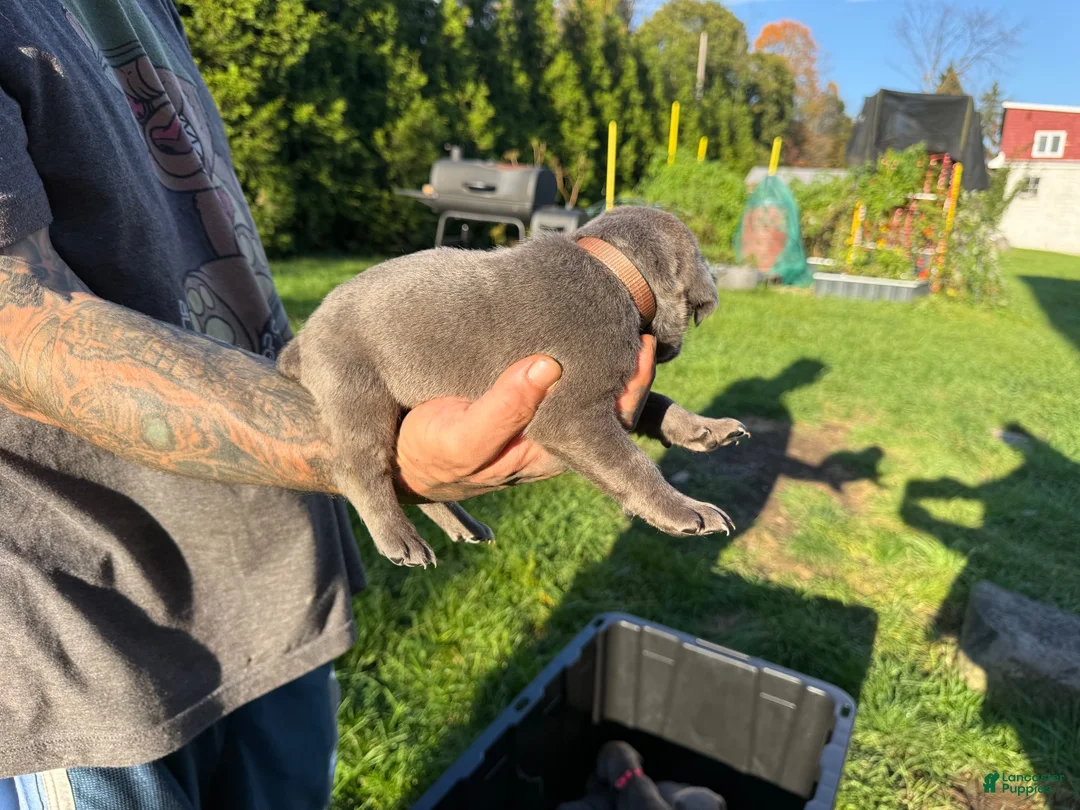 Cane Corso dogs for sale: Levi - Ad 2