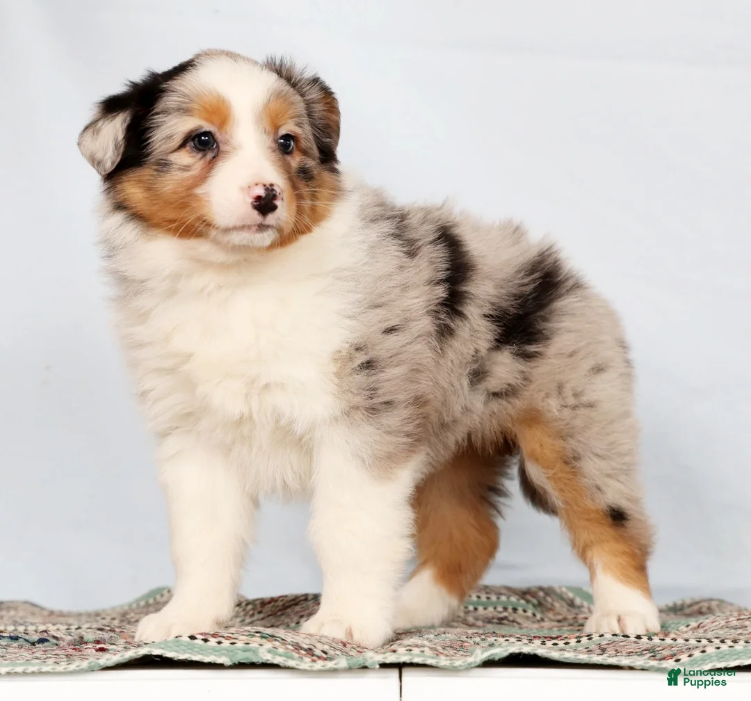 Australian Shepherd dogs for sale: Judy - Ad 4