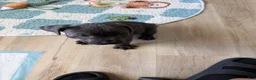 Cane Corso dogs for sale: Ashra - Ad 2