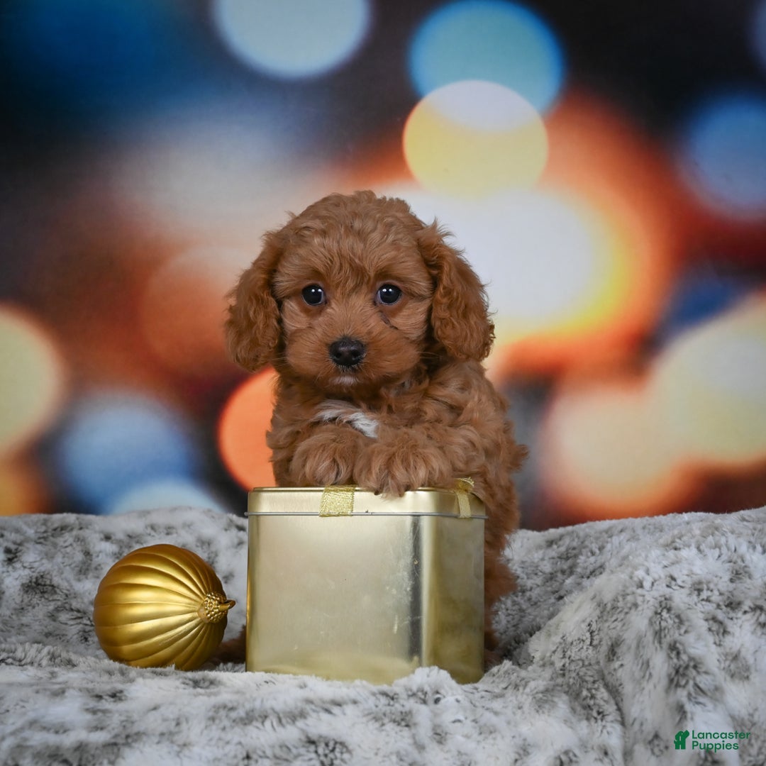 Cavapoo dogs for sale: Coco - Ad 3