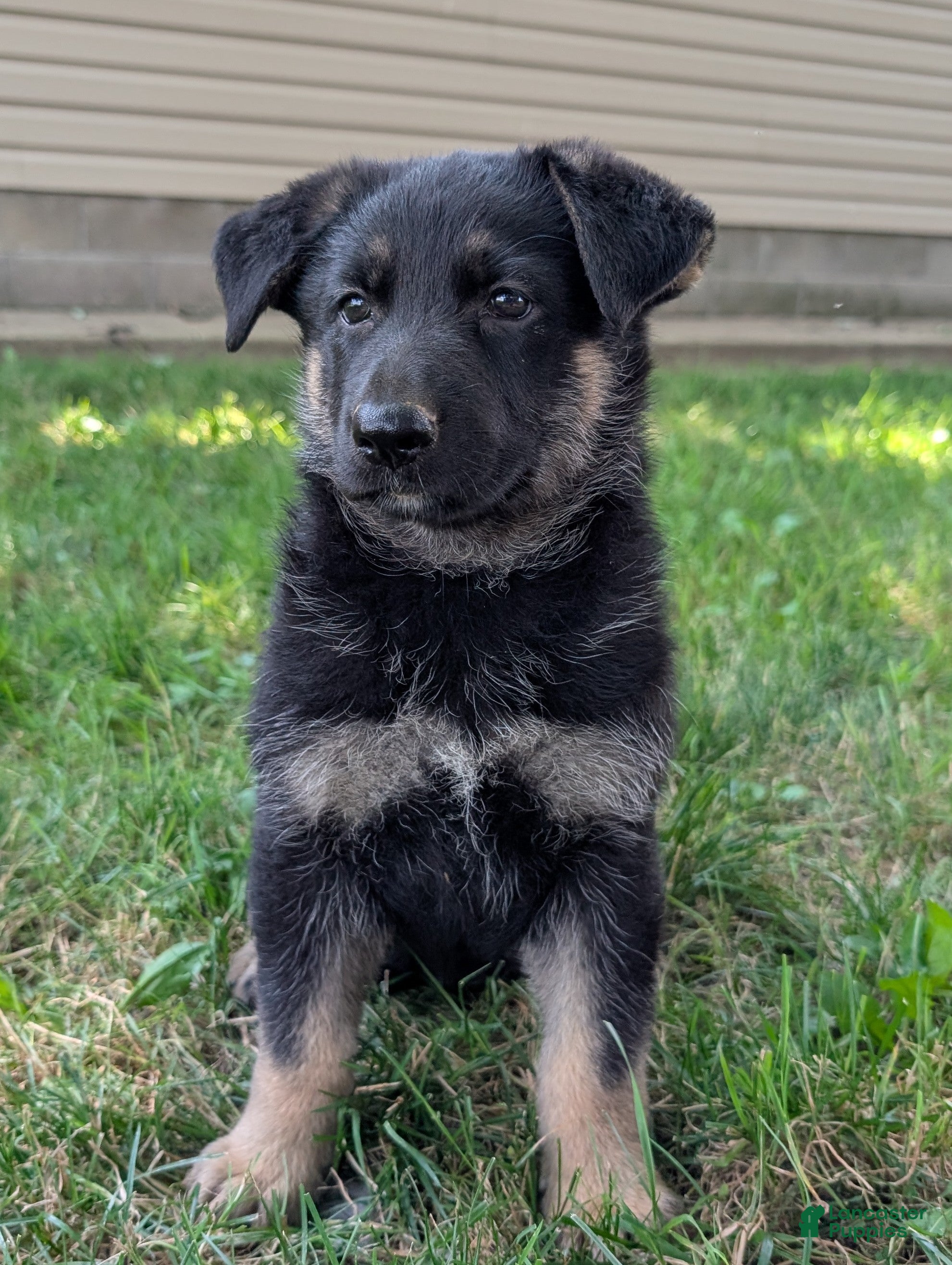 German Shepherd dogs Mindy  - Ad 2