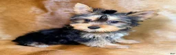 Yorkshire Terrier dogs for sale: Tedd - Ad 2