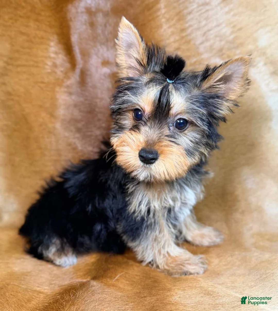 Yorkshire Terrier dogs for sale: Tedd - Ad 2