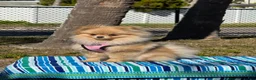 Pomeranian dogs for sale: Pica - Ad 7