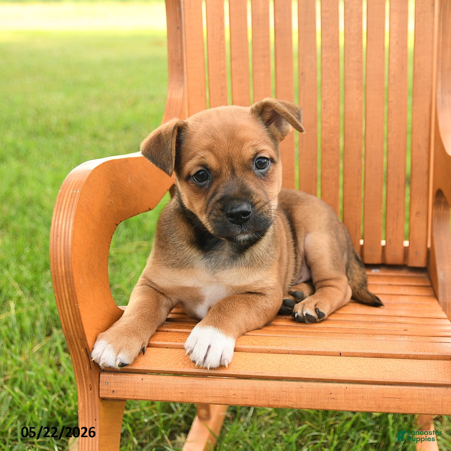 Jug dogs Kylian - Ad 2