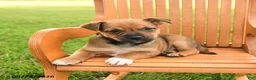 Jug dogs for sale: Kylian - Ad 2