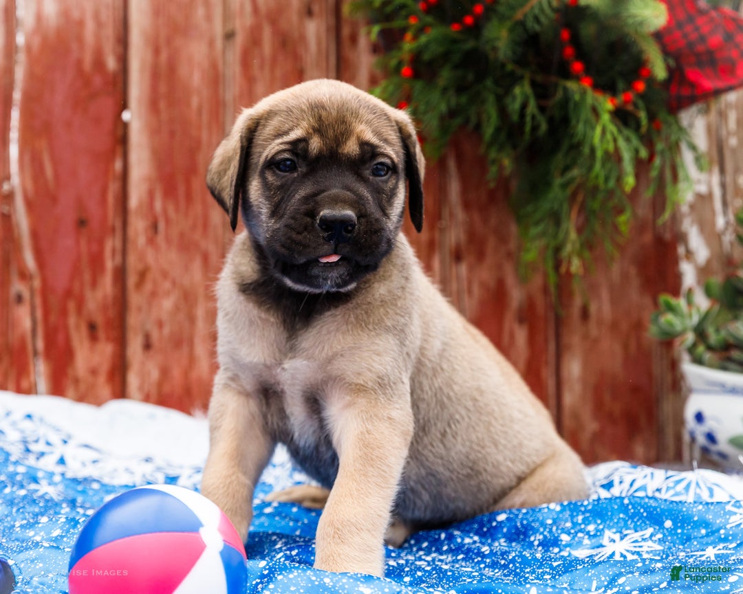 English Mastiff dogs for sale: Zack - Ad 9