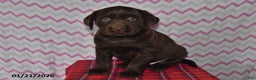 Labrador Retriever dogs for sale: Jenny - Ad 2
