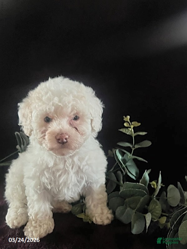 Miniature Poodle dogs Jessica - Ad 2