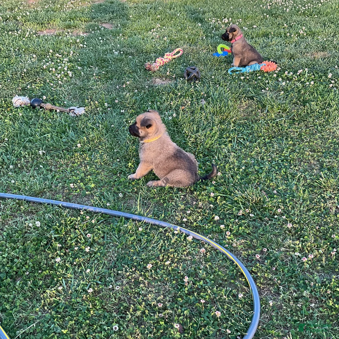 Belgian Malinois dogs for sale: Belgian Malinois Puppy 1 - Ad 2