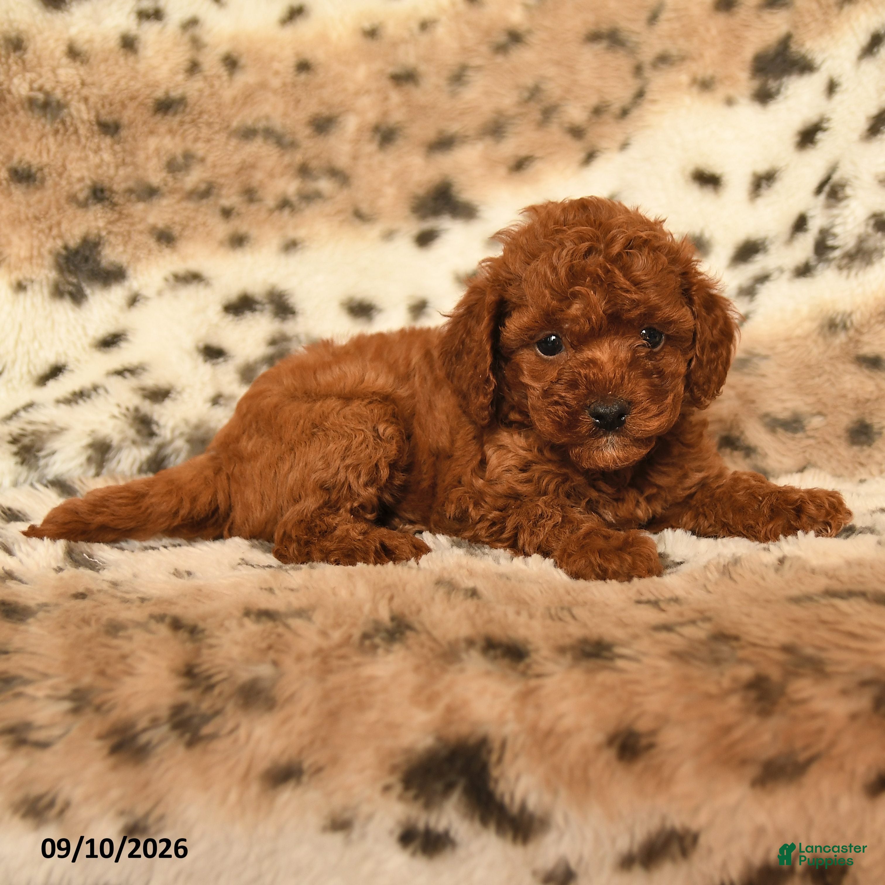 Miniature Poodle dogs Hope - Ad 2