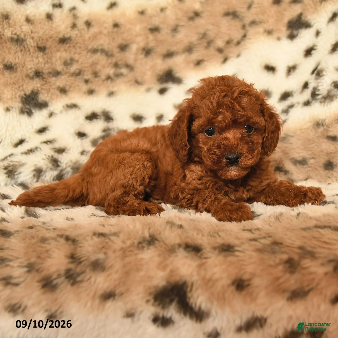 Miniature Poodle dogs for sale: Hope - Ad 2
