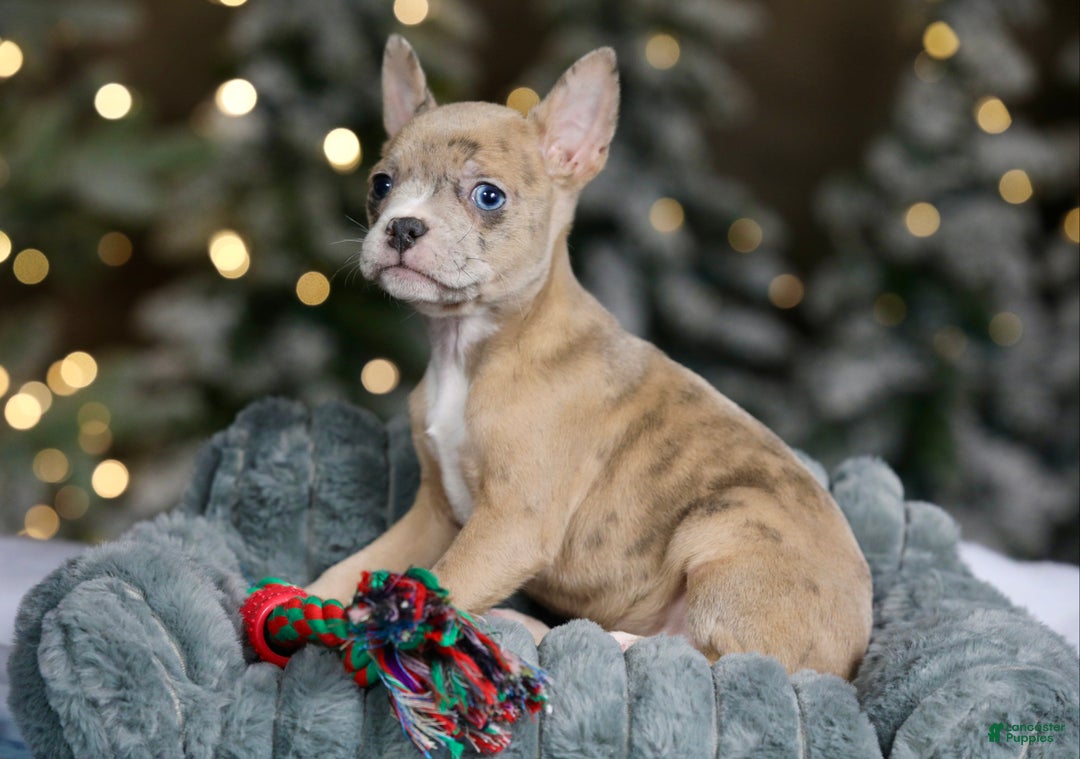 Frenchton dogs for sale: Falafel - Ad 8