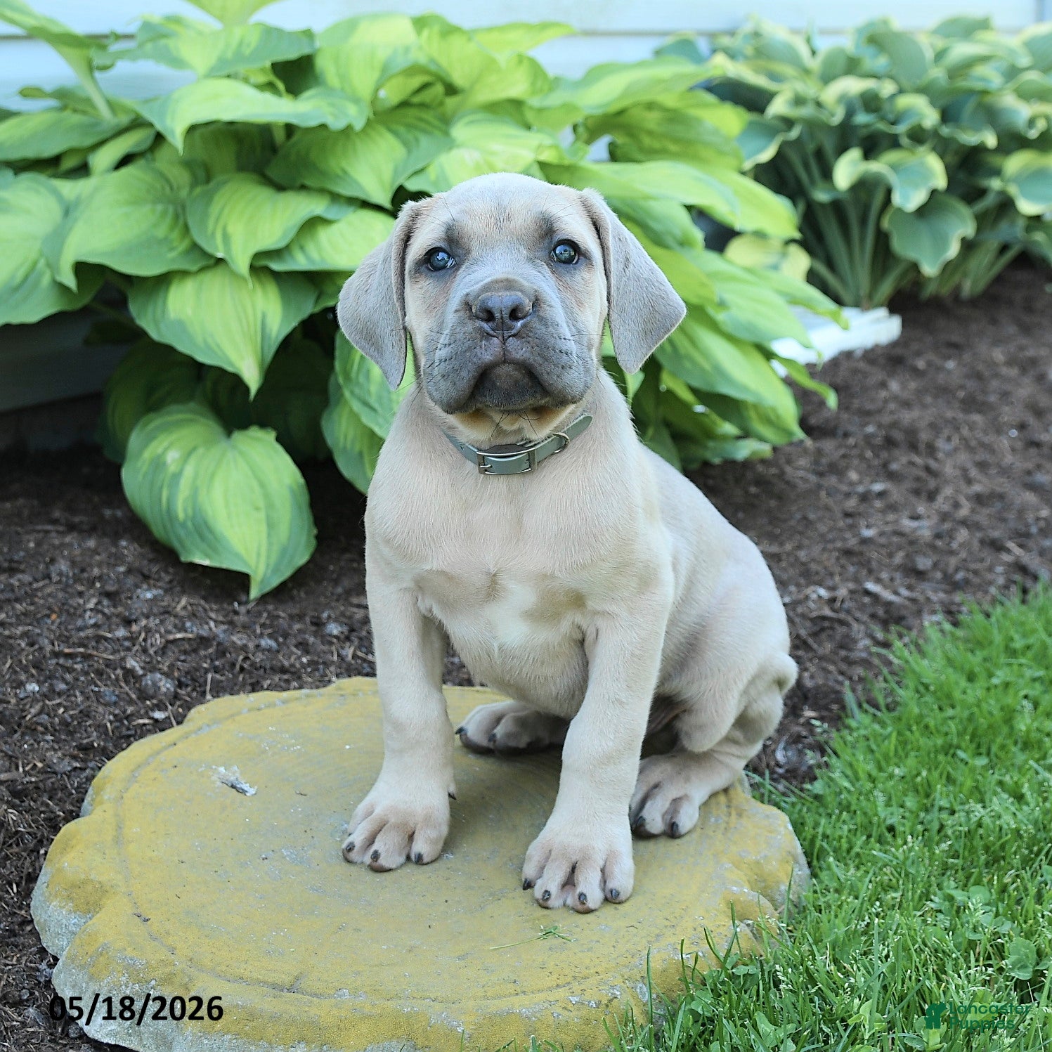 Cane Corso dogs Kaden - Ad 2