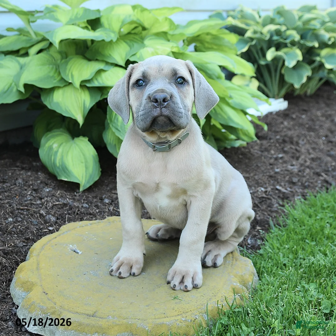 Cane Corso dogs for sale: Kaden - Ad 2