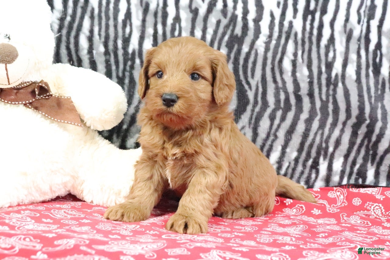 Mini Goldendoodle dogs Buddy - Ad 2