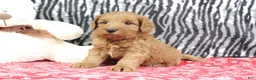 Mini Goldendoodle dogs for sale: Buddy - Ad 7