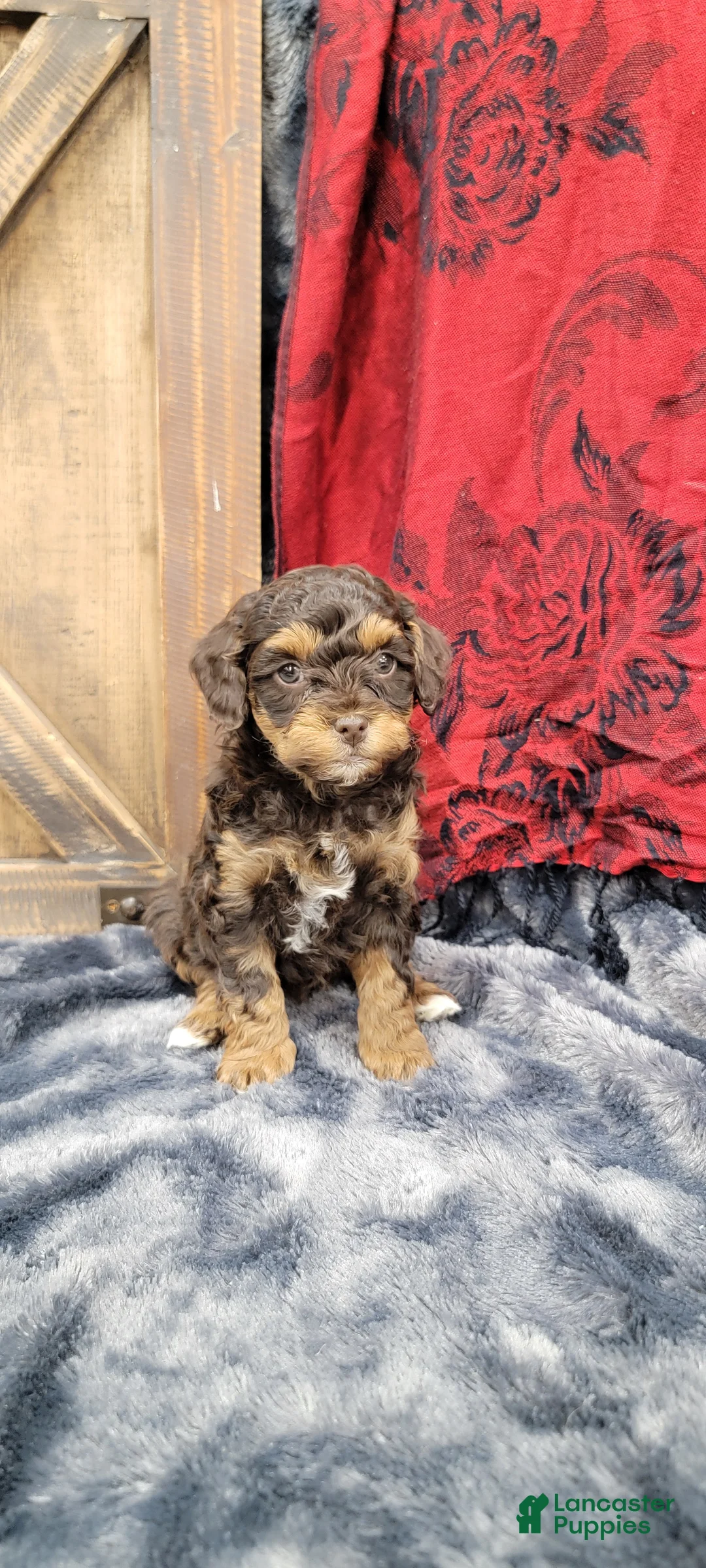 Cockapoo dogs for sale: Star - Ad 7