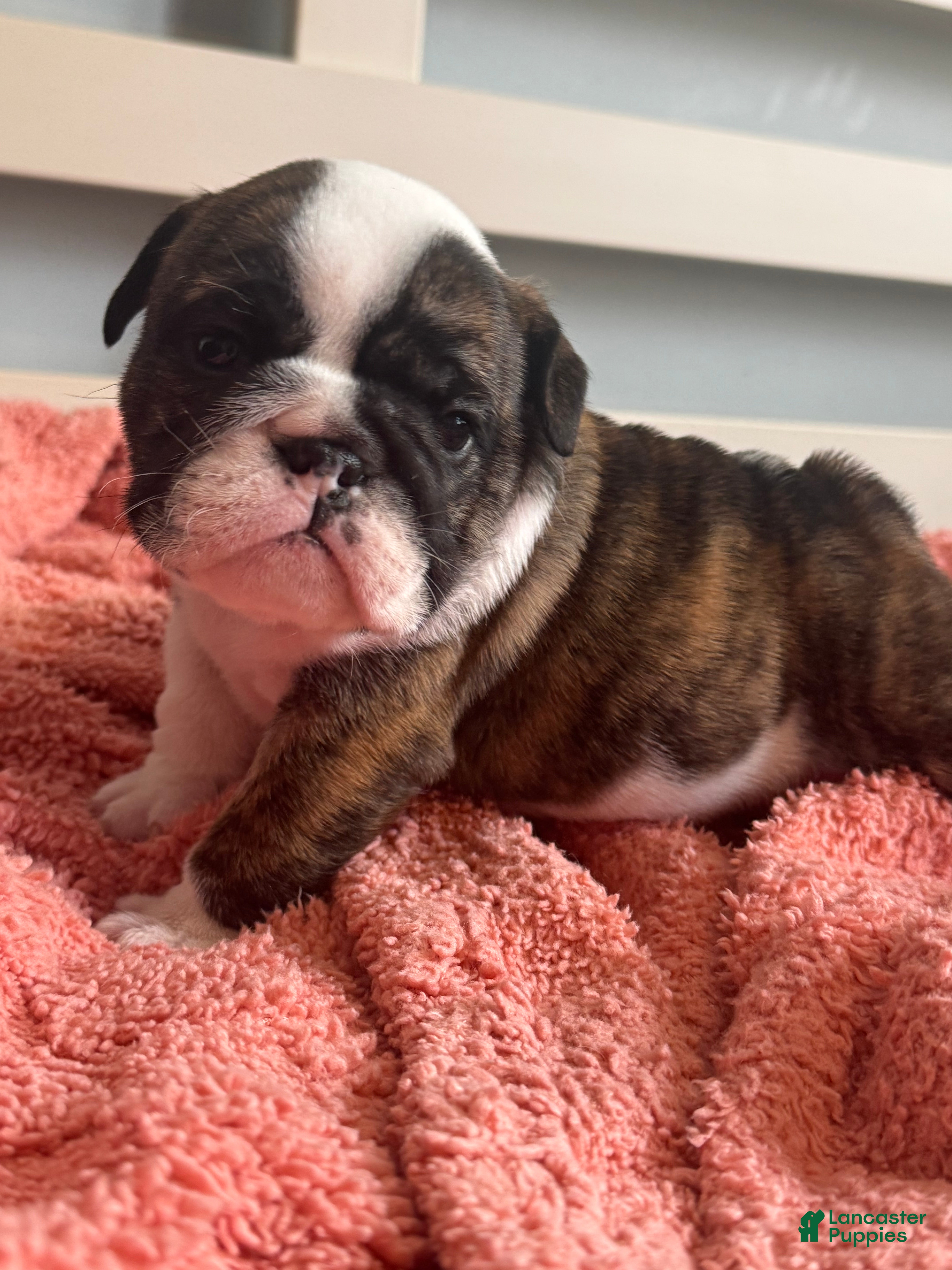 English Bulldog dogs for sale: English Bulldog 5 - Ad 3
