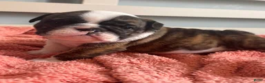 English Bulldog 5