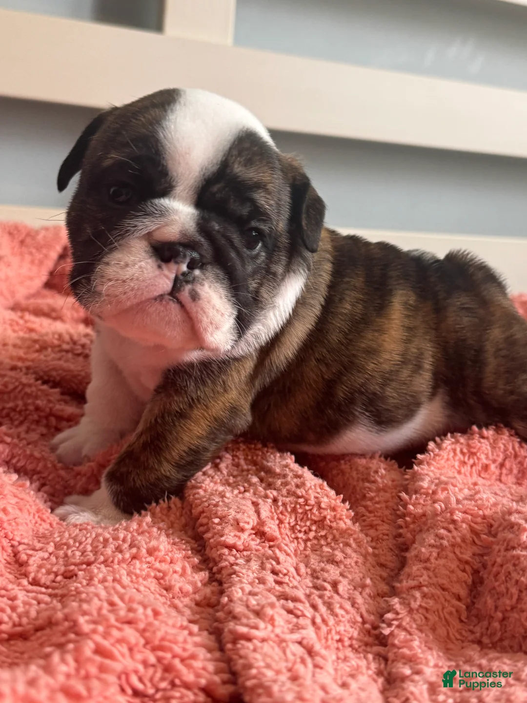 English Bulldog dogs for sale: English Bulldog 5 - Ad 1