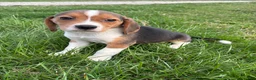 Beagle dogs for sale: Ramsey - Ad 3
