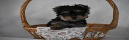 Yorkshire Terrier dogs for sale: Buttons - Ad 11