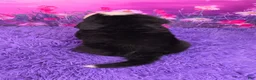 Bernese Mountain Dog dogs for sale: Denali - Ad 4