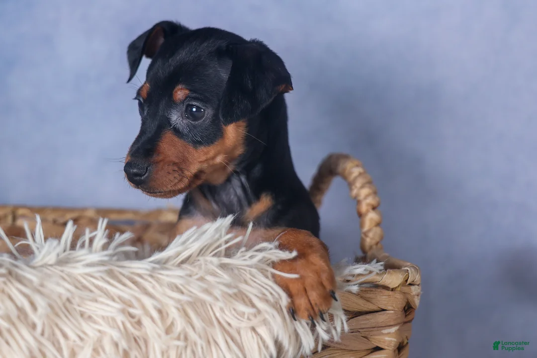 Miniature Pinscher dogs for sale: ANNIE - Ad 1