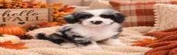 Cavapoo dogs for sale: Cavapoo 1 - Ad 1