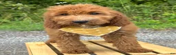 Irish Doodle dogs for sale: Daisy - Ad 14