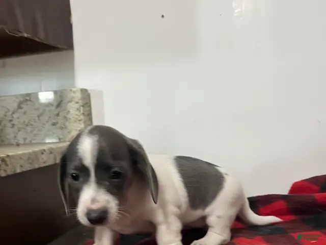 Miniature Dachshund dogs for sale: Jessie - Ad 2