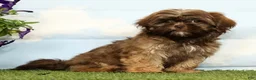 Shih Tzu dogs for sale: Kaycee - Ad 2