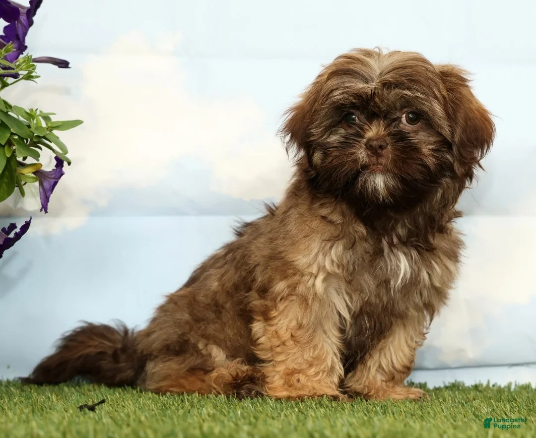 Shih Tzu dogs for sale: Kaycee - Ad 2